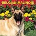 Belgian Malinois: 2003