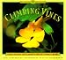 Books : Climbing Vines: Simple Secrets for Glorious Gardens (A Garden Style Book)