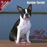 Boston Terrier 2009 Wall Calendar