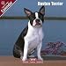 boston terrier - Boston Terrier 2009 Wall Calendar