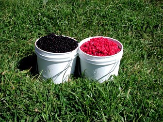 Frozen Wild Black Huckleberries by Misty Meadows