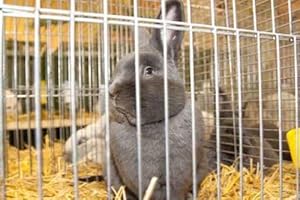 Rabbit in a Cage - Peel and Stick Wall Decal by Wallmonkeys