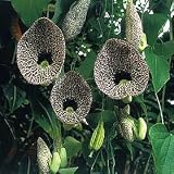 Amazon / Hirt's: Dutchmans Pipe 40 Seeds - Aristolochia elegans