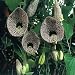 Dutchman's Pipe 40 Seeds - Aristolochia elegans