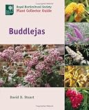 Buddlejas (Royal Horticultural Society Plant Collector Guide)