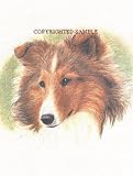 Sheltie - Portrait by Cindy Farmer