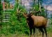 Book Elk Calendar: Published in Cooperation With Bugle Magazine and the Rocky Mountain Elk Foundation