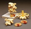 Lumbar Vertebrae Teaching Model A76