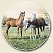 Yearlings Auto Coaster - Single Coaster for Your Car