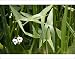 Photographic Prints of Arrowhead (Sagittaria sagittifolia) from Science Photo Library
