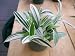 4 Live Tradescantia Fluminensis 'Albiflora' Wandering Jew Plant