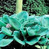 Bressingham Blue Hosta - BEST BLUE! - SALE*