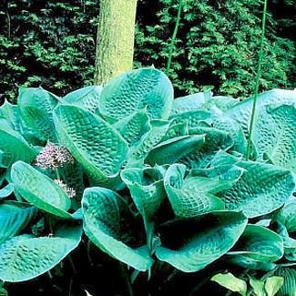 Bressingham Blue Hosta - BEST BLUE! - SALE*