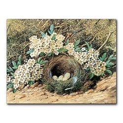 Bird's nest - Box Set of 12 Greeting Cards and Patterned Envelopes