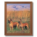 Framed Oak Great Dane Puppy Dog Kids Room Animal Picture Art Print