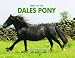 Spirit of the Dales Pony