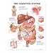 The Digestive System