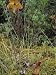 Northern Pitcher Plant in Flower, Sarracenia Purpurea, Pine Barrens Bog, New Jersey, USA Photographic Poster Print by Joe McDonald, 18x24
