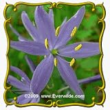 Blue Camass (Camassia quamash) Jumbo Wildflower Seed Packet  40 Seeds