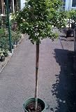 Yellow Floral Carpet Rose Tree Premium Five Gallon - B001ADAVQE