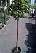 Yellow Floral Carpet Rose Tree Premium Five Gallon