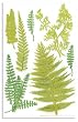 Martha Stewart Crafts Fern Stickers By The Package