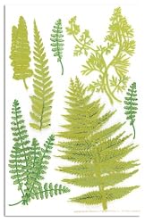 Martha Stewart Crafts Fern Stickers By The Package
