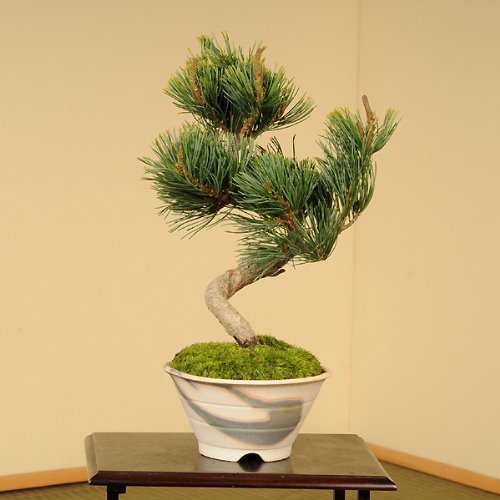 小品盆栽：五葉松(瀬戸焼鉢)