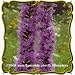1 Oz Prairie Blazing Star (Liatris pycnostachya) Bulk Wildflower Seeds