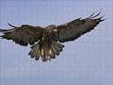 Buzzard (Buteo buteo) from Robert Harding
