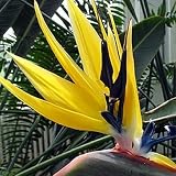 Lawn & Patio - Bird of Paradise Plant Collection One Each: Yellow, Orange and White [BOP01]