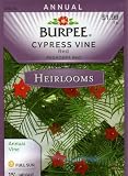 Burpee 43232 Heirloom Cypress Vine Cardinal Climber Seed Packet