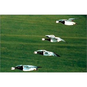 Le Peuple migrateur [Blu-ray]