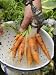 Gardener Washing Home Grown Organic Carrots, 'Early Nantes' Variety under Garden Tap, Norfolk, UK Premium Poster Print by Gary Smith, 24x32