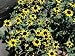 Close-Up of Creeping Zinnia Flowers (Sanvitalia Procumbens) Photographic Poster Print by C. Delu, 18x24