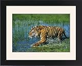 IMAGE OF Framed Prints of Indian / Bengal Tiger from Ardea Wildlife Pets