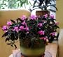 Trailing Velvet Plant - Ruellia makoyana -Great Indoors