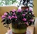 Trailing Velvet Plant - Ruellia makoyana -Great Indoors