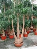 Eigenschaften Terrapalme  / Beaucarnea recurvata - Elefantenfuß,Flaschenbaum Topfbreite 45 cm / Pflanzenhöhe 200-220 cm mit Topf