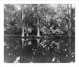 Historic Print (L): [S.C. - Charleston - Magnolia on the Ashley: footpath along lake - mirror image]