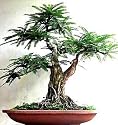 Tamarind Tree 10 Seeds/Seed -Bonsai- Tamarindus indica