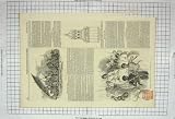 1845 Raft Gambier Islanders Madagascar Bethlem Hospital