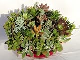 Succulent Wreath