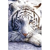 White Tiger Close Up Art Print Poster