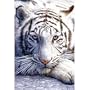 (24x36) White Tiger Close Up Art Print Poster