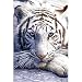 (24x36) White Tiger Close Up Art Print Poster