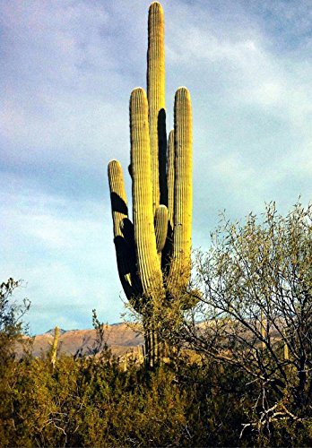 Giant Saguaro Cactus 20 Seeds - Carnegea gigantea -HUGE Giant Saguaro Cactus 20 Seeds - Carnegea gigantea -HUGE