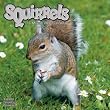 Squirrels 2010 Wall Calendar