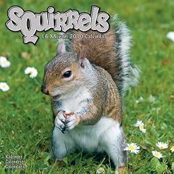 Squirrels 2010 Wall Calendar