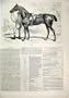 1874 Horse Cashier Man Leading Sheldon Williams Print
